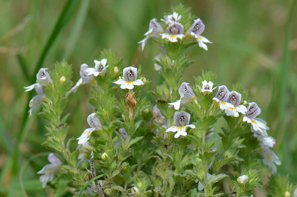 Cespuglietto di  Euphrasia  da id.
